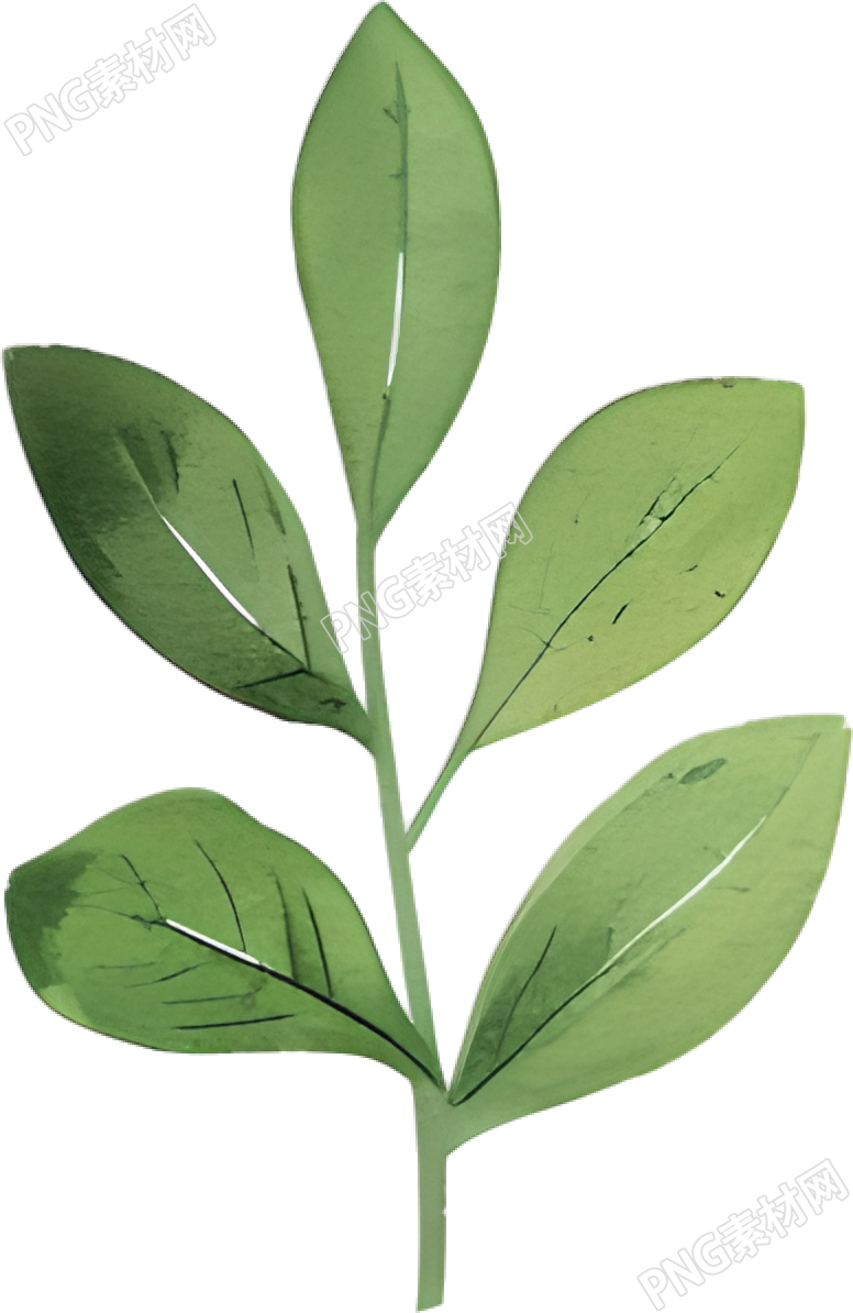 水彩植物叶片插图