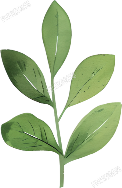 水彩植物叶片插图