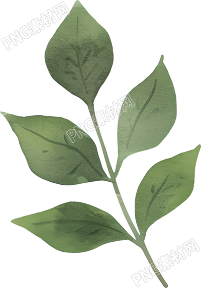 水彩植物树叶插图