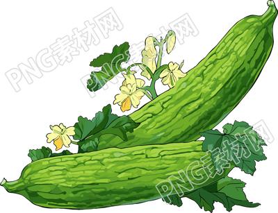 苦瓜高清插画