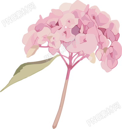 水彩绣球花PNG粉色插画