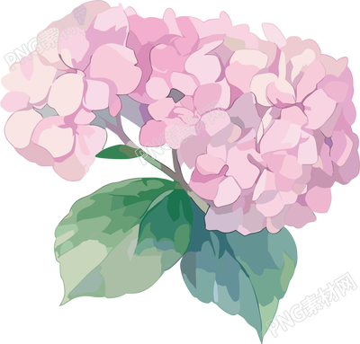 水彩绣球花精美插图