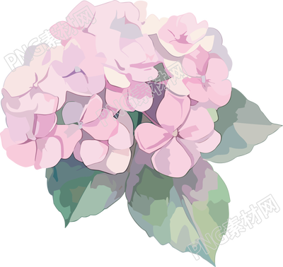 水彩绣球花透明背景素材