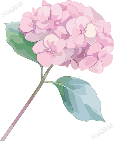 水彩绣球花装饰插图