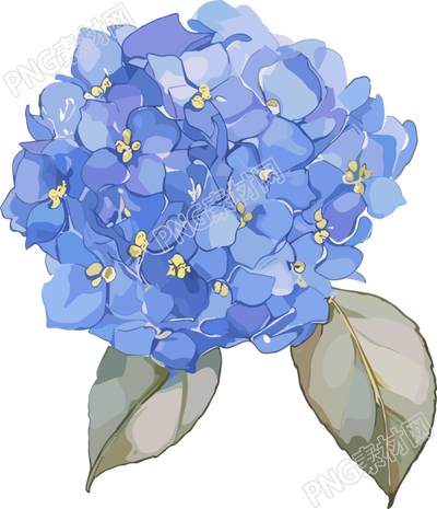 水彩绣球花装饰插画