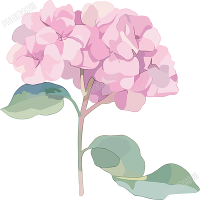 水彩绣球花插画