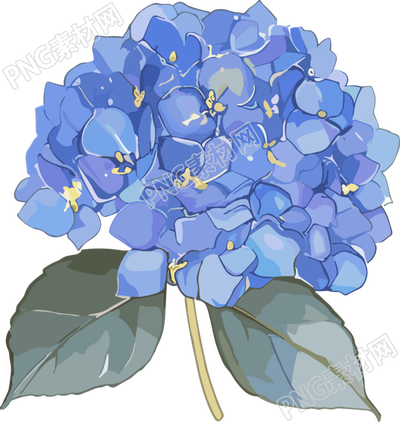 水彩绣球花素材
