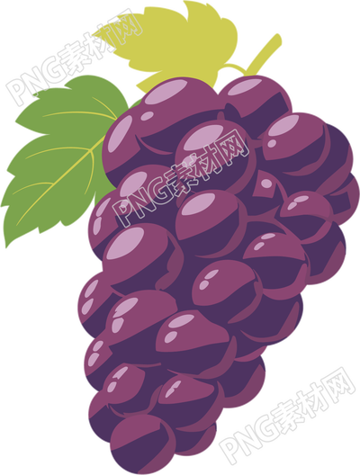 紫色葡萄插图