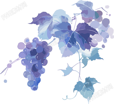 葡萄水彩风格插画