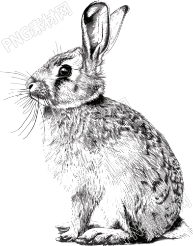 兔子素描元素