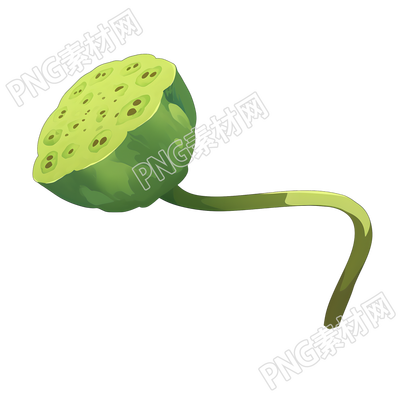 莲蓬极简插画