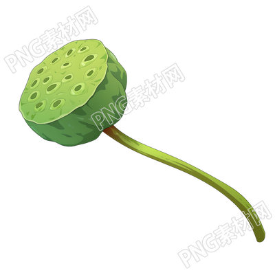 莲蓬高清素材