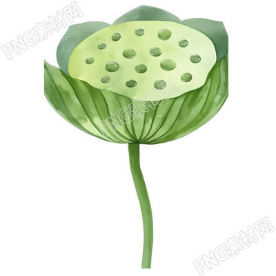 莲蓬可商用插画