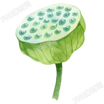 莲蓬可商用插图