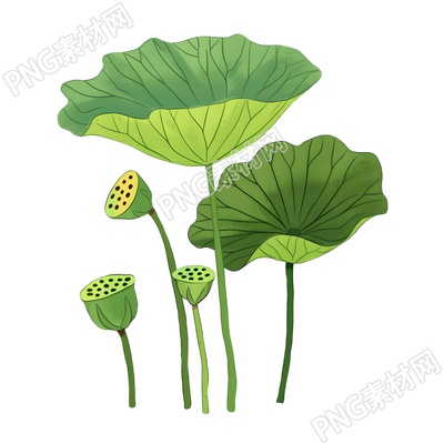 莲蓬可商用元素
