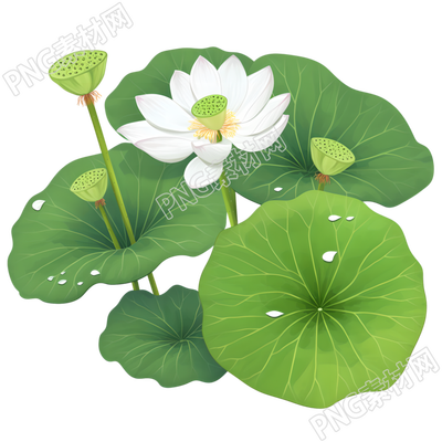 绿色莲蓬元素
