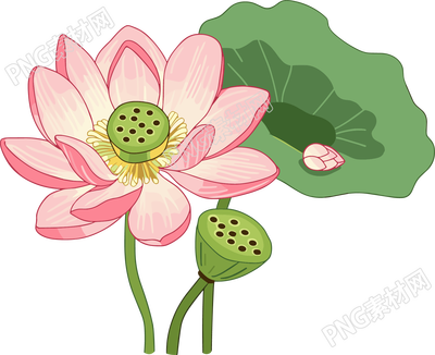 莲蓬莲叶插画