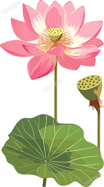莲蓬透明背景元素