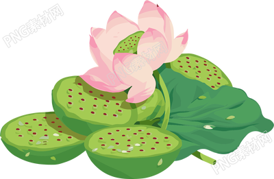 莲蓬插图插画