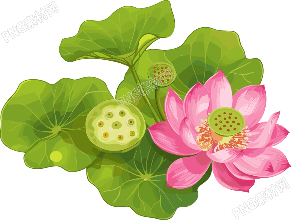 莲蓬图形素材
