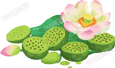 莲蓬矢量插图
