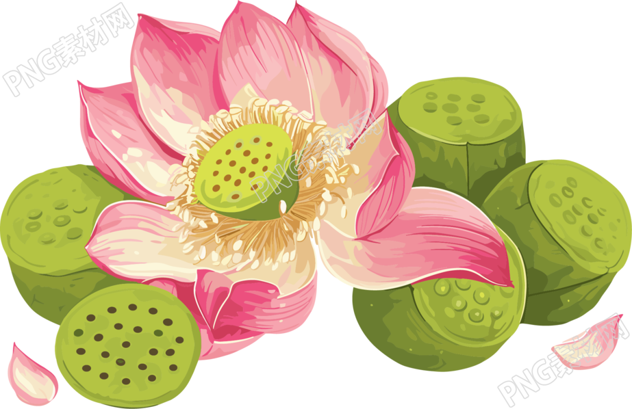 莲蓬插画设计元素