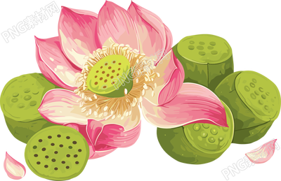 莲蓬插画设计元素