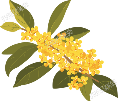 立秋桂花插图
