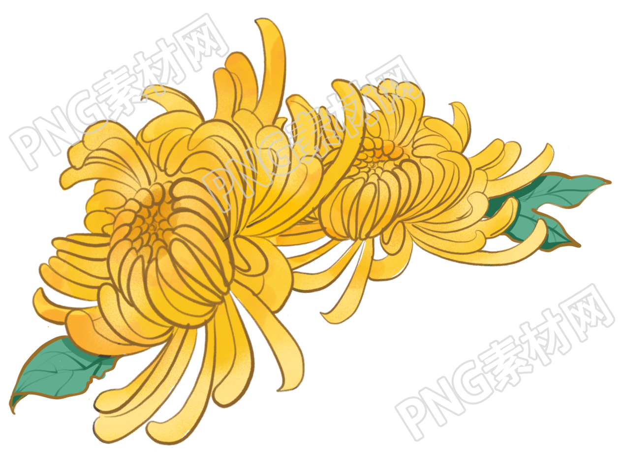 手绘立体清新菊花