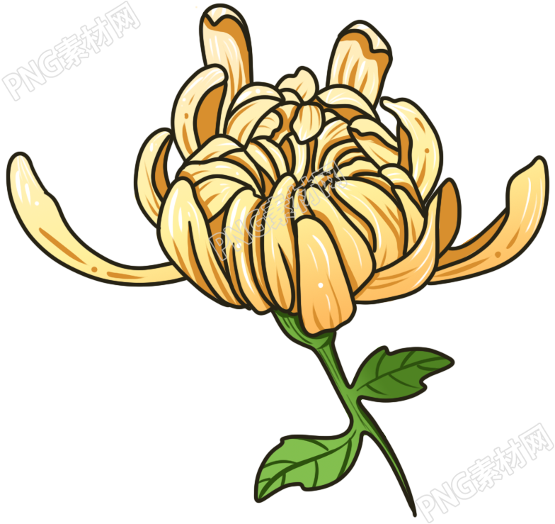 菊花花朵素材