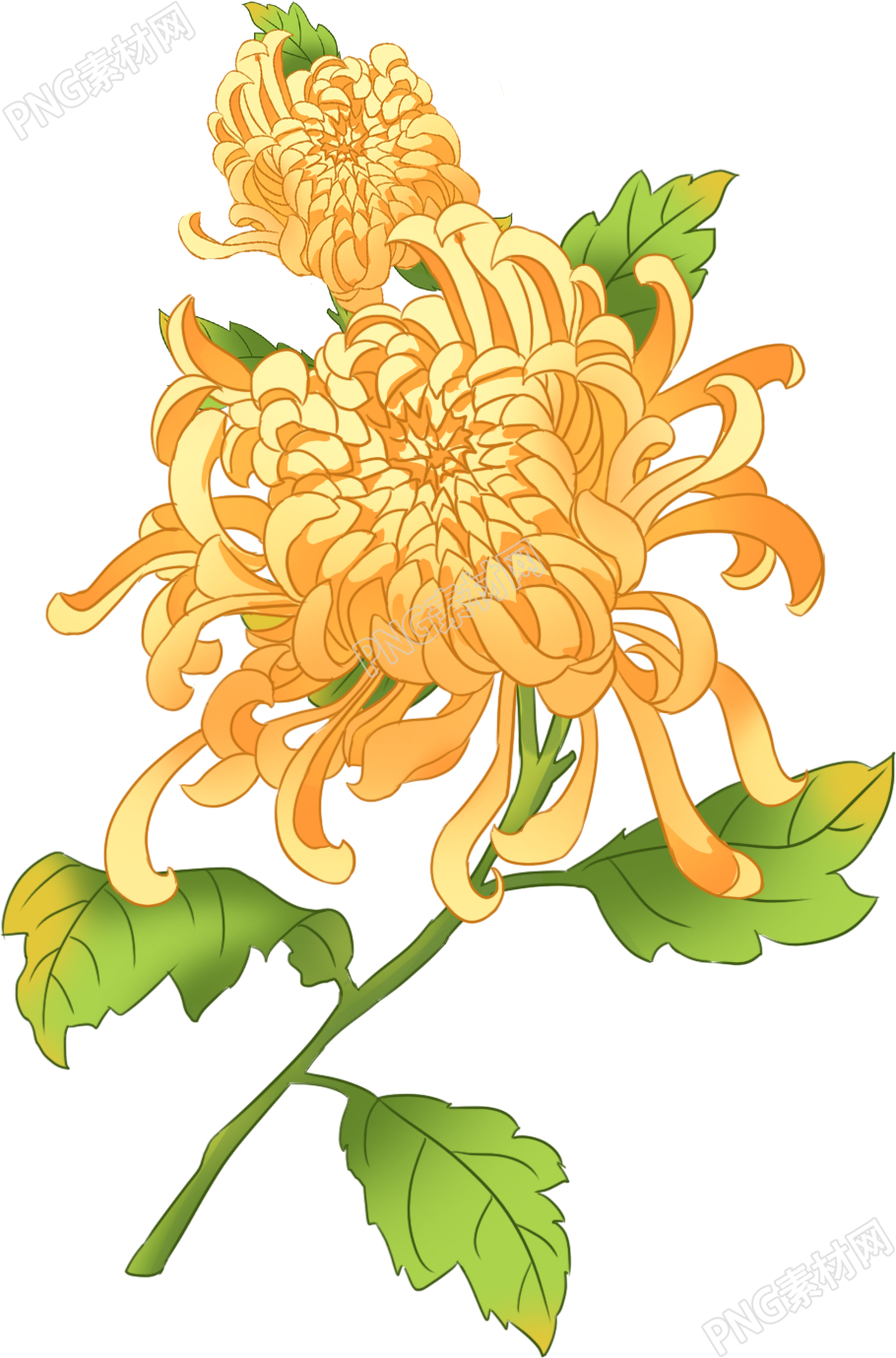 手绘立体菊花