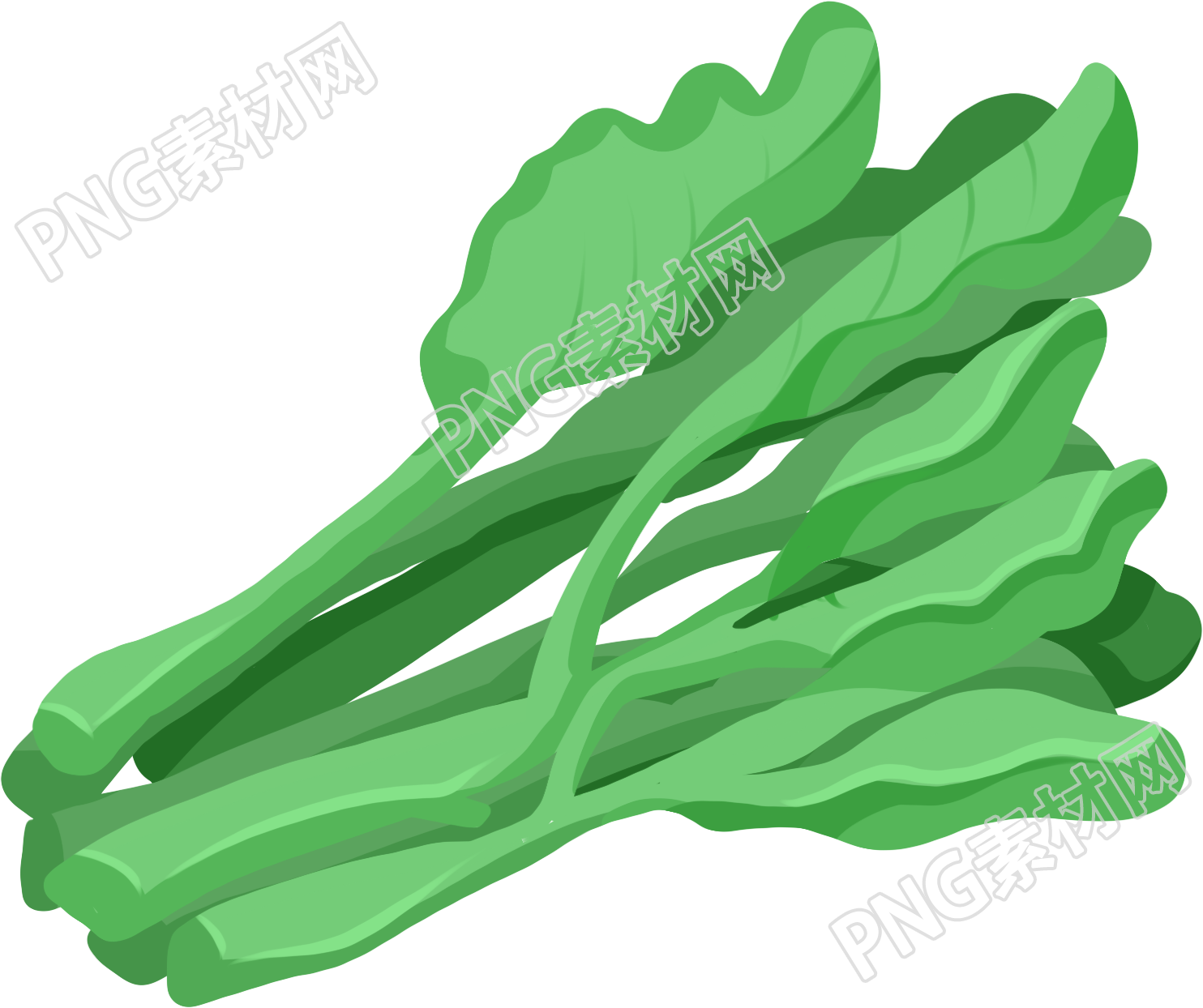 南方蔬菜芥蓝青菜矢量图片素材