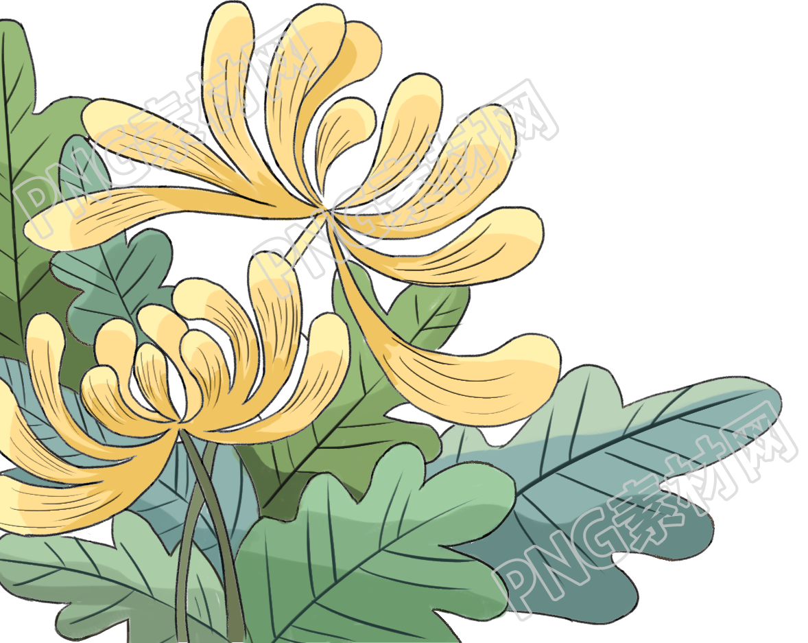 菊花展示和庆祝重阳节