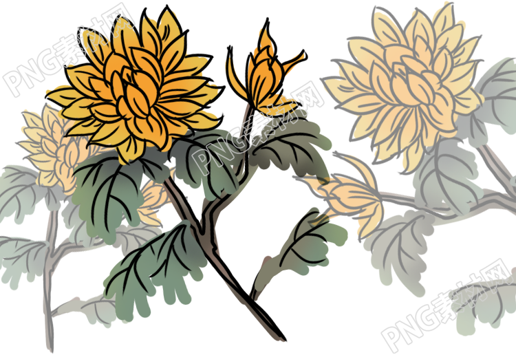 菊花盛開(kāi)芳香四溢