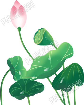荷花宁静中的美丽