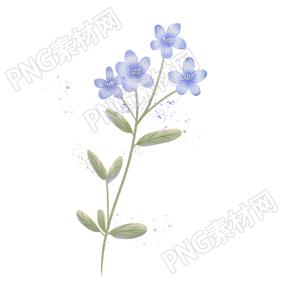 美丽的花朵的盛开