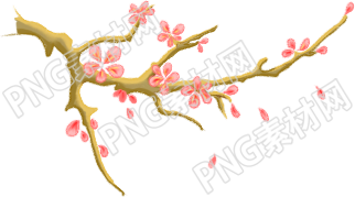 美丽的梅花绽放