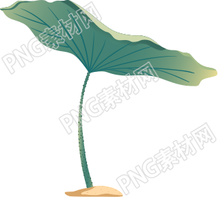 美丽的荷花绽放在清澈的水面