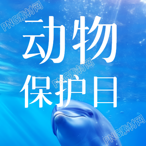 海洋中的海豚动物保护日实景微信公众号次图