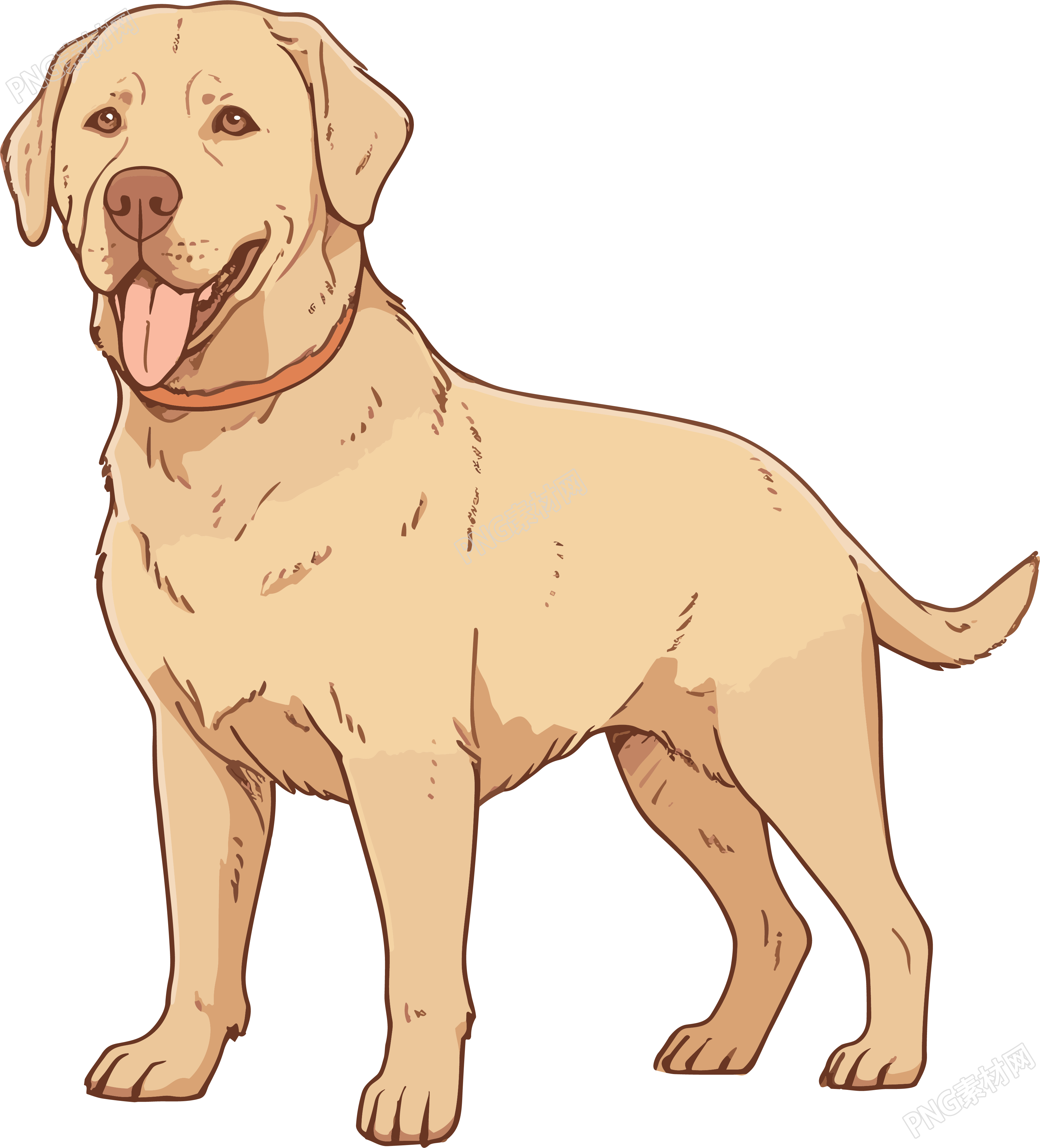 浅棕色和金色拉布拉多犬插画素材
