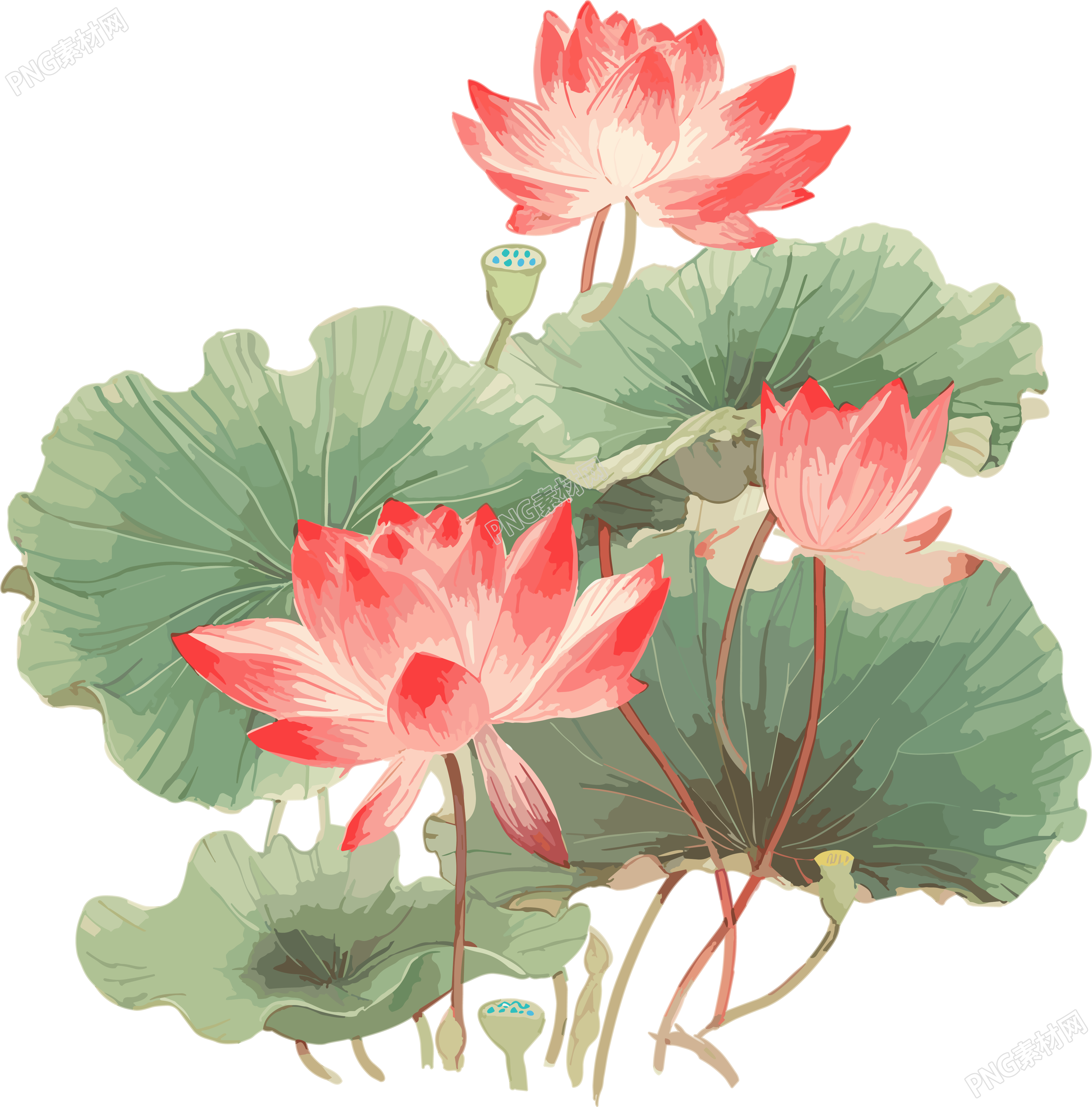 印天荷花绘画插图