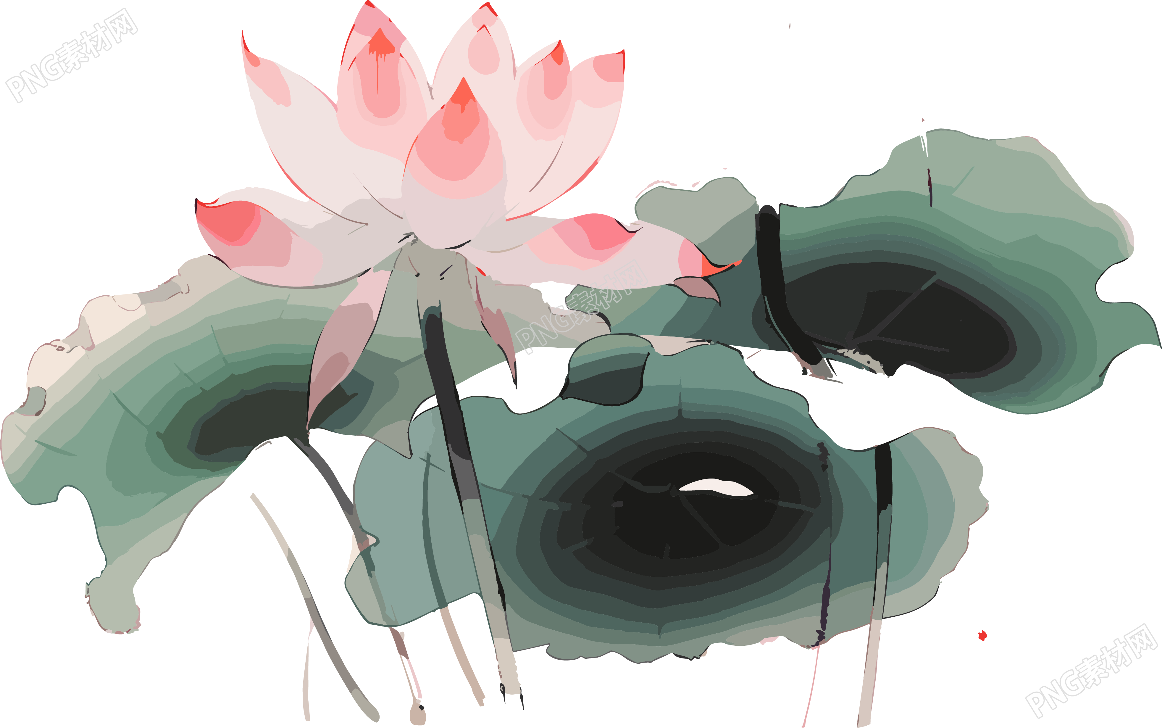 莲花与叶子的精美插画