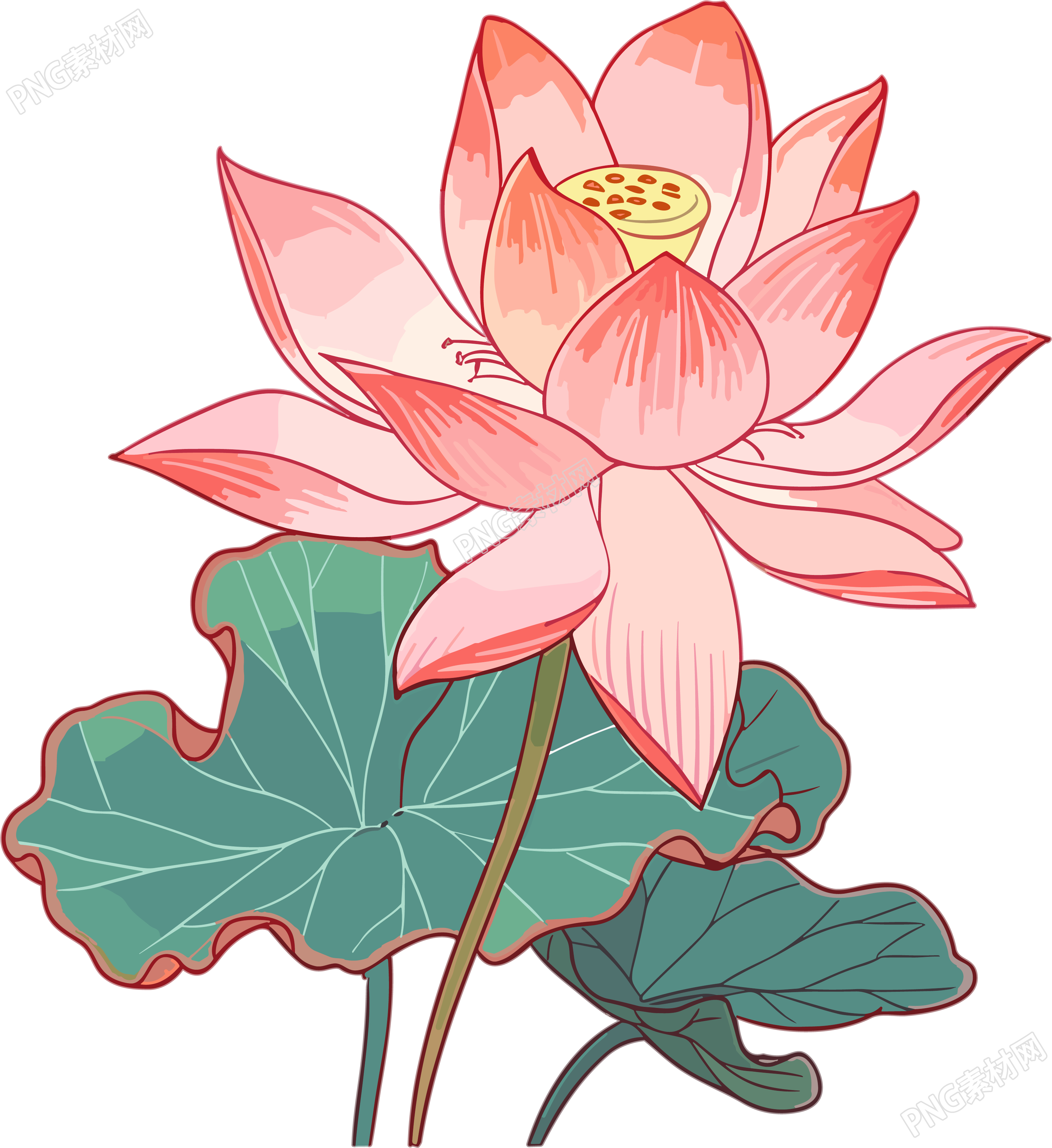 美感艺术手绘平面风格莲花插画