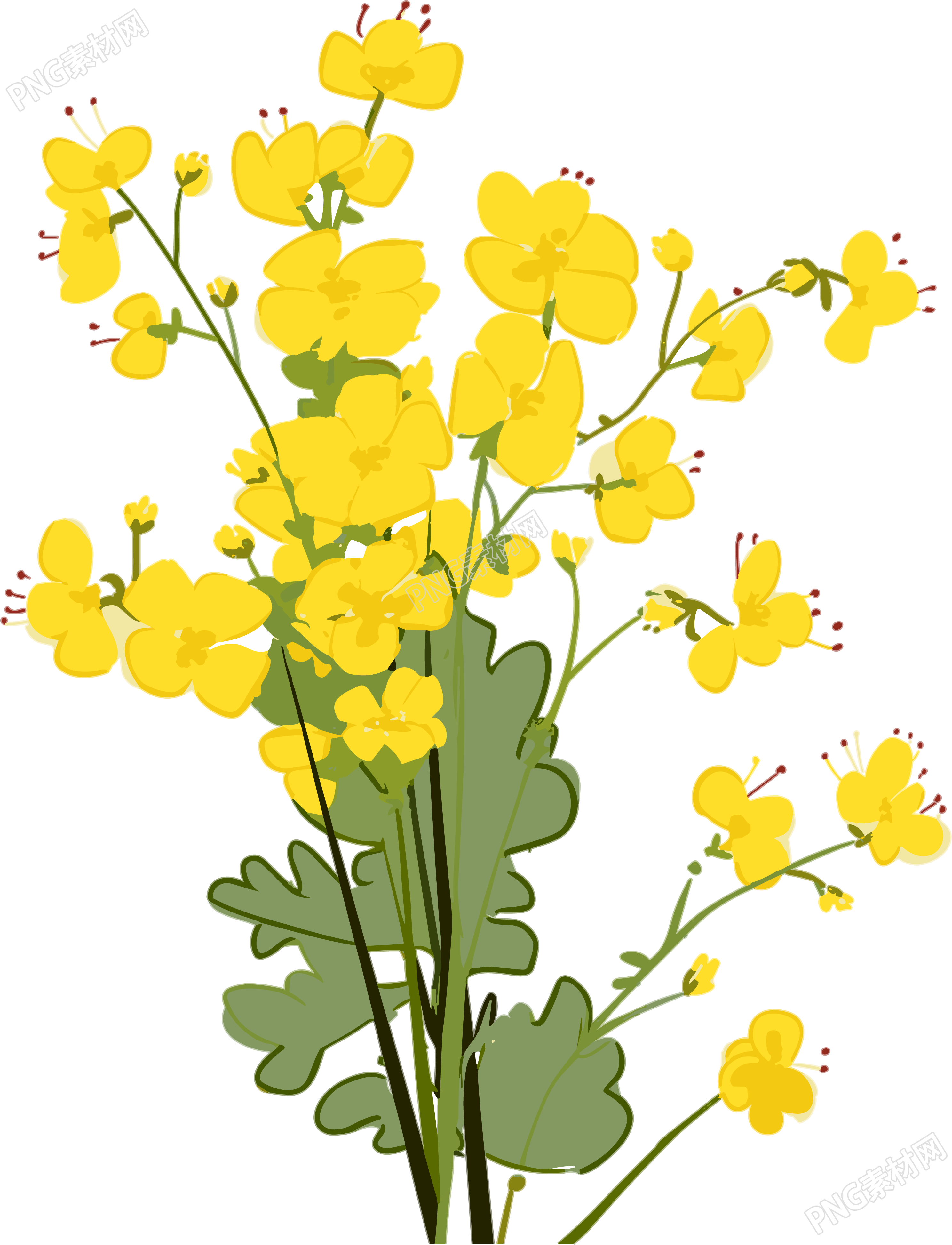 手绘黄色油菜花插画PNG