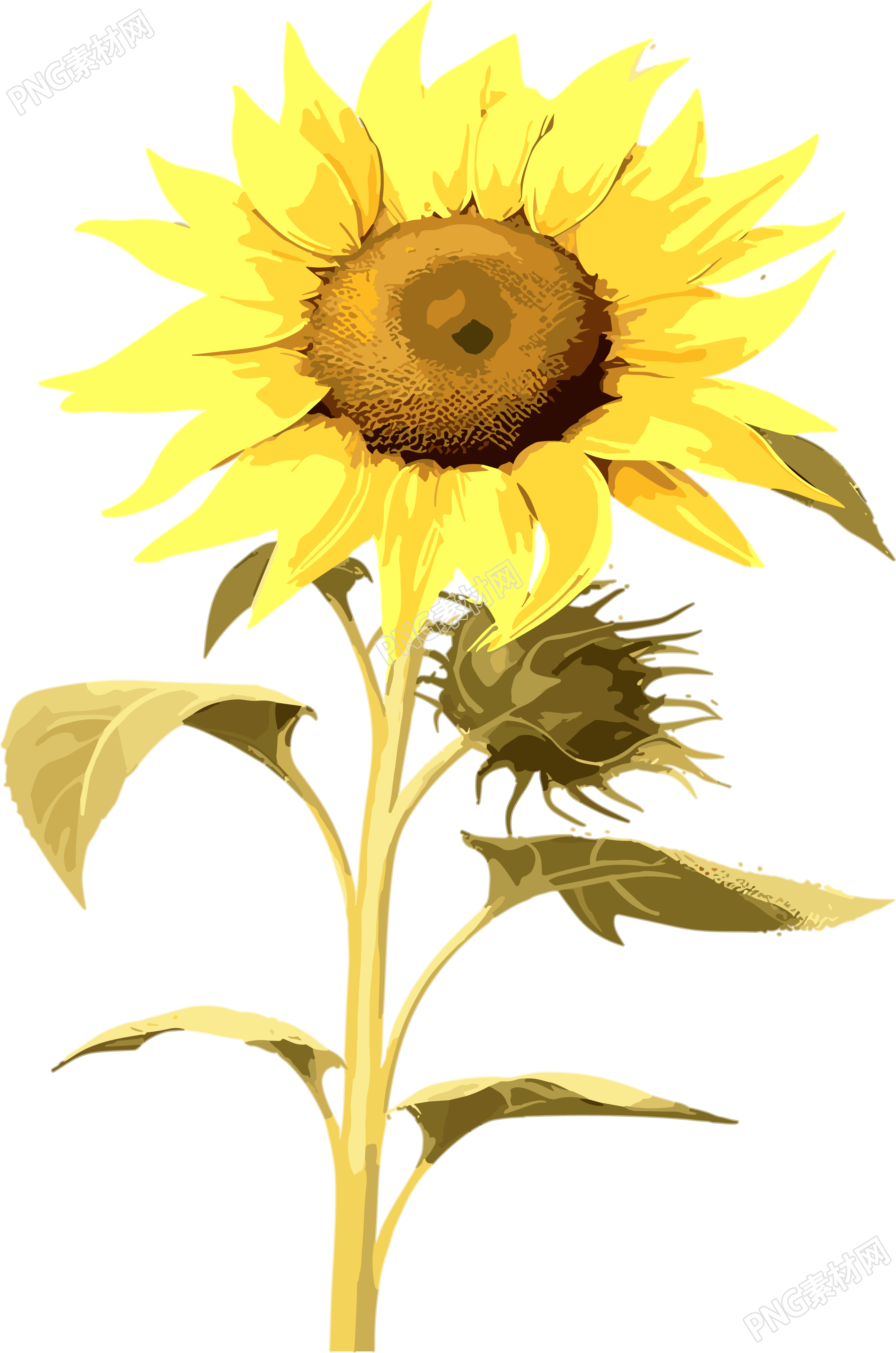 两朵带叶的向日葵商用插画