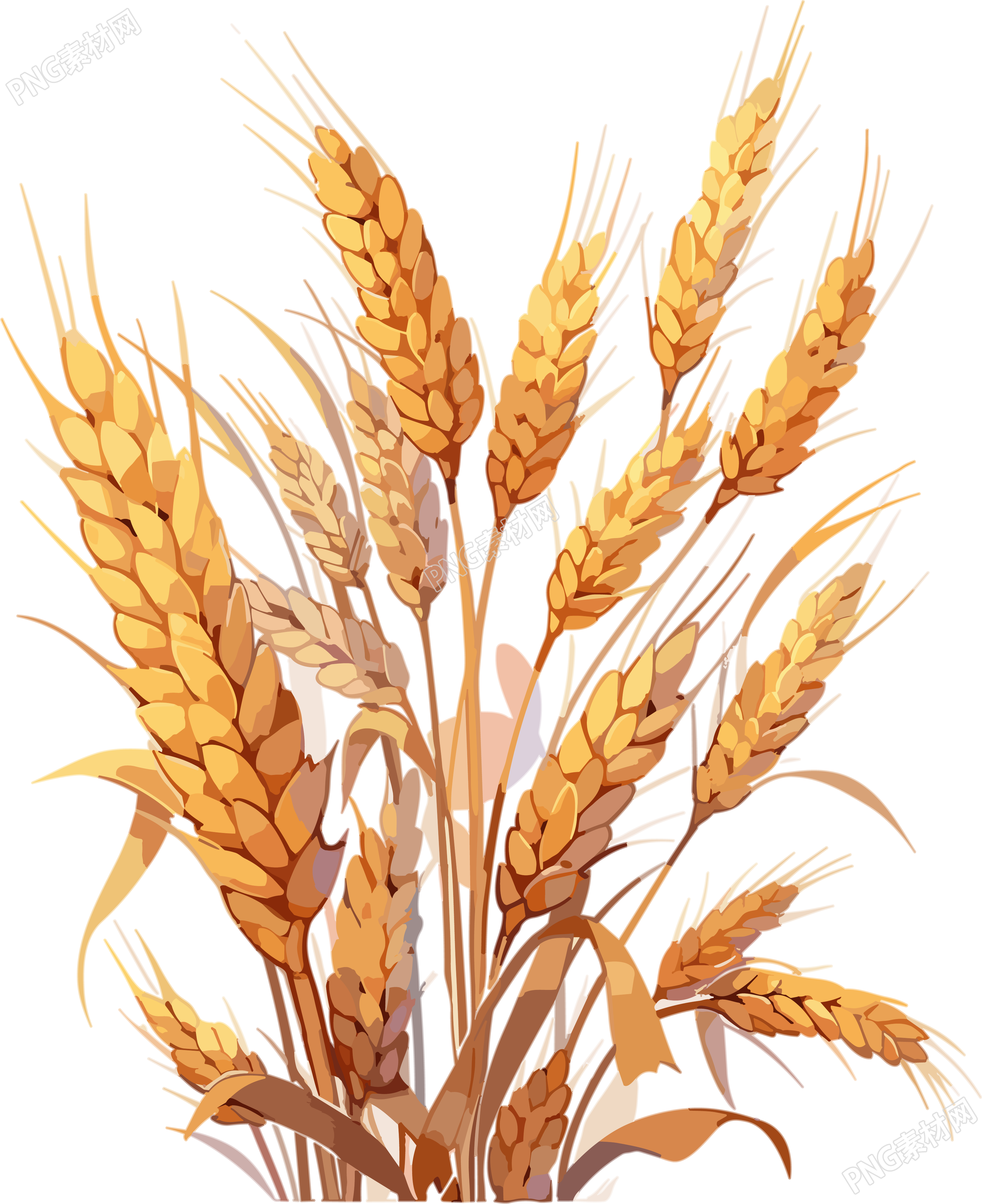 秋季谷物丰收中国大米与小麦