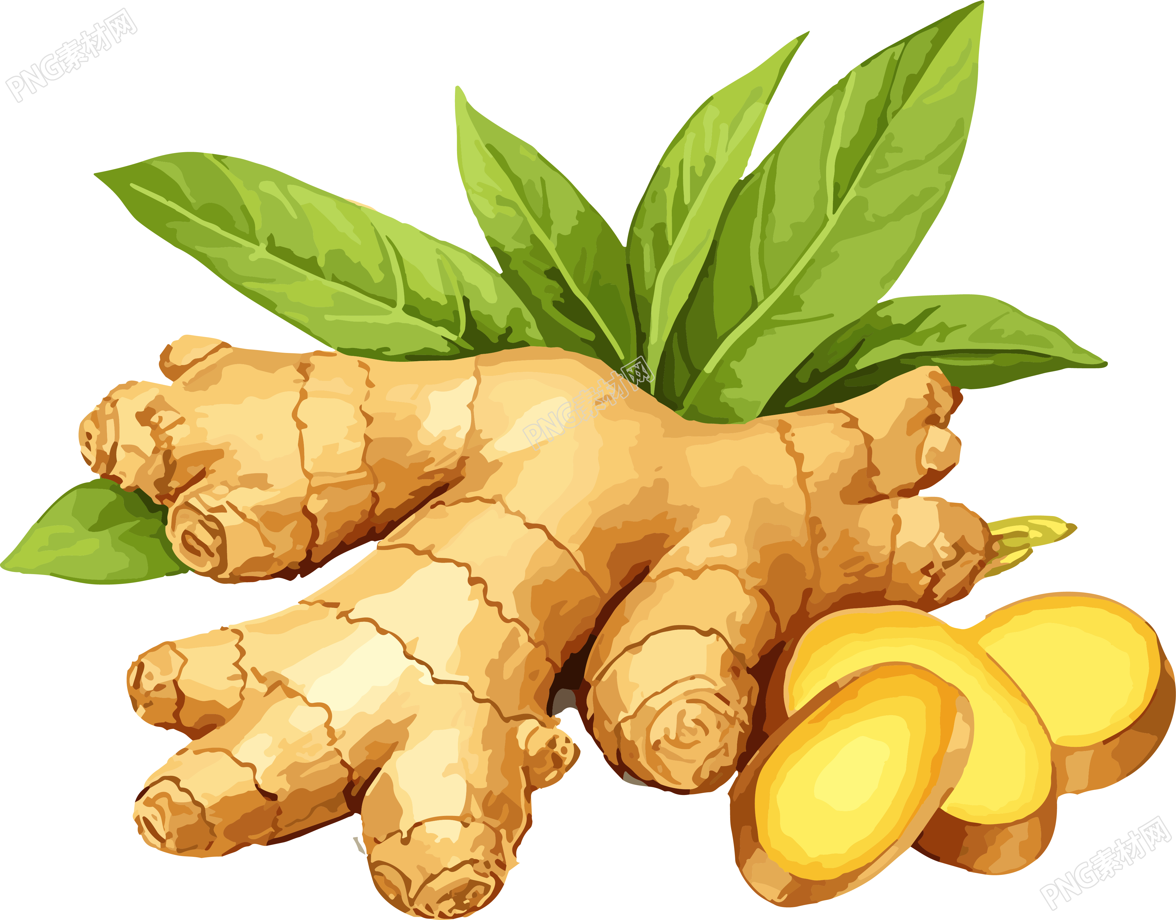 生姜新叶矢量插画PNG素材