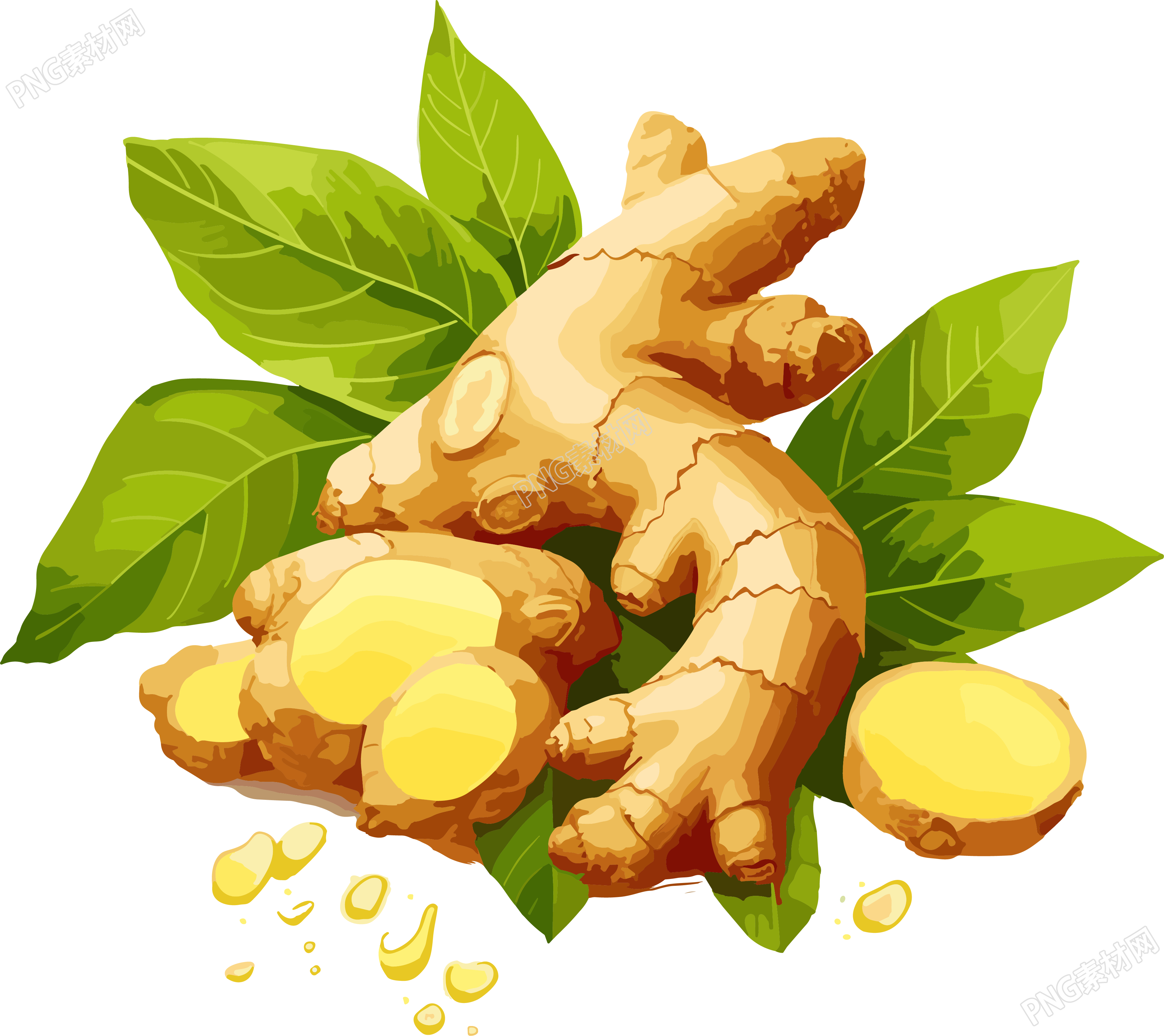 新鲜生姜PNG插画素材