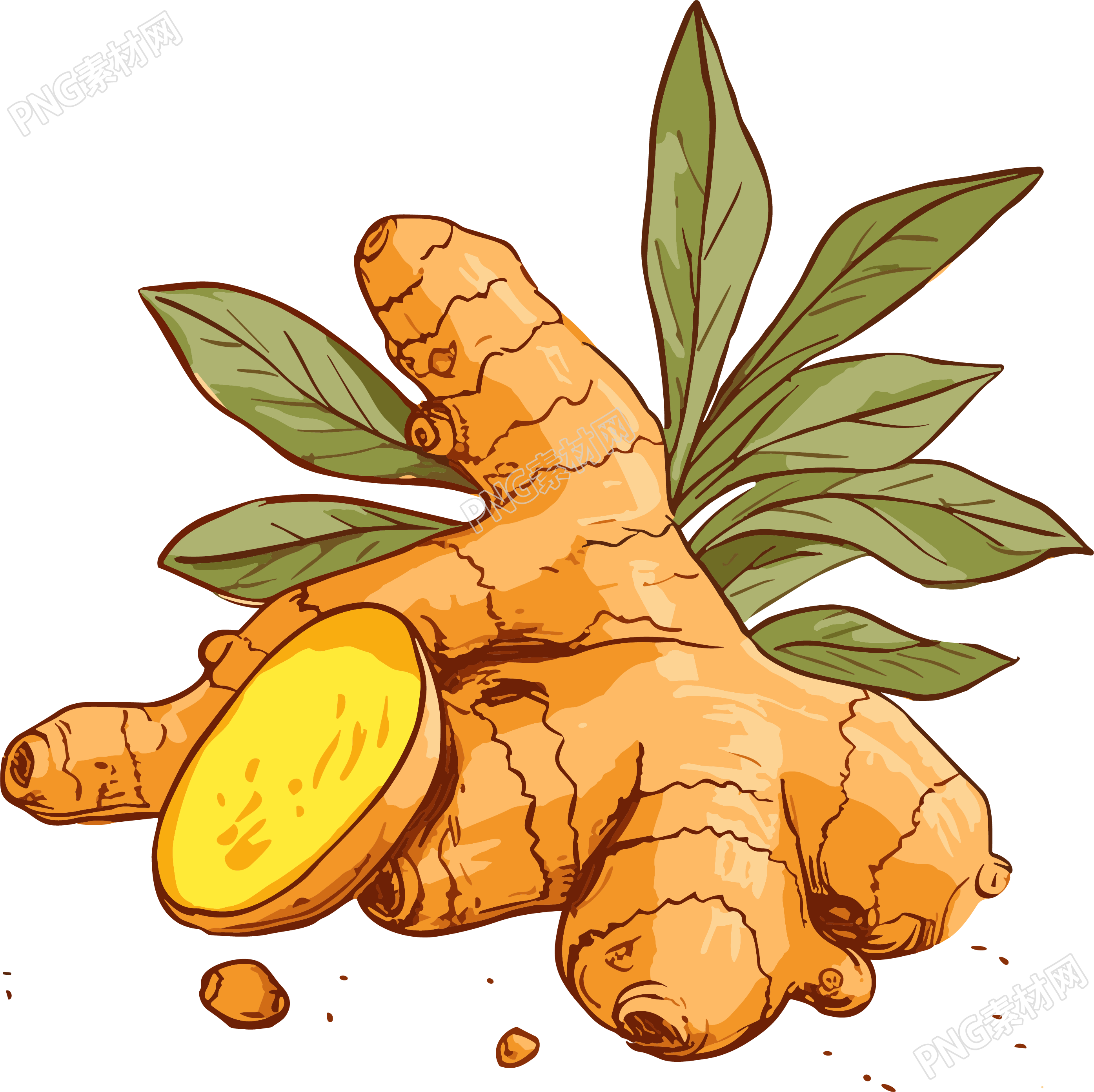 高清透明背景的生姜新叶矢量图