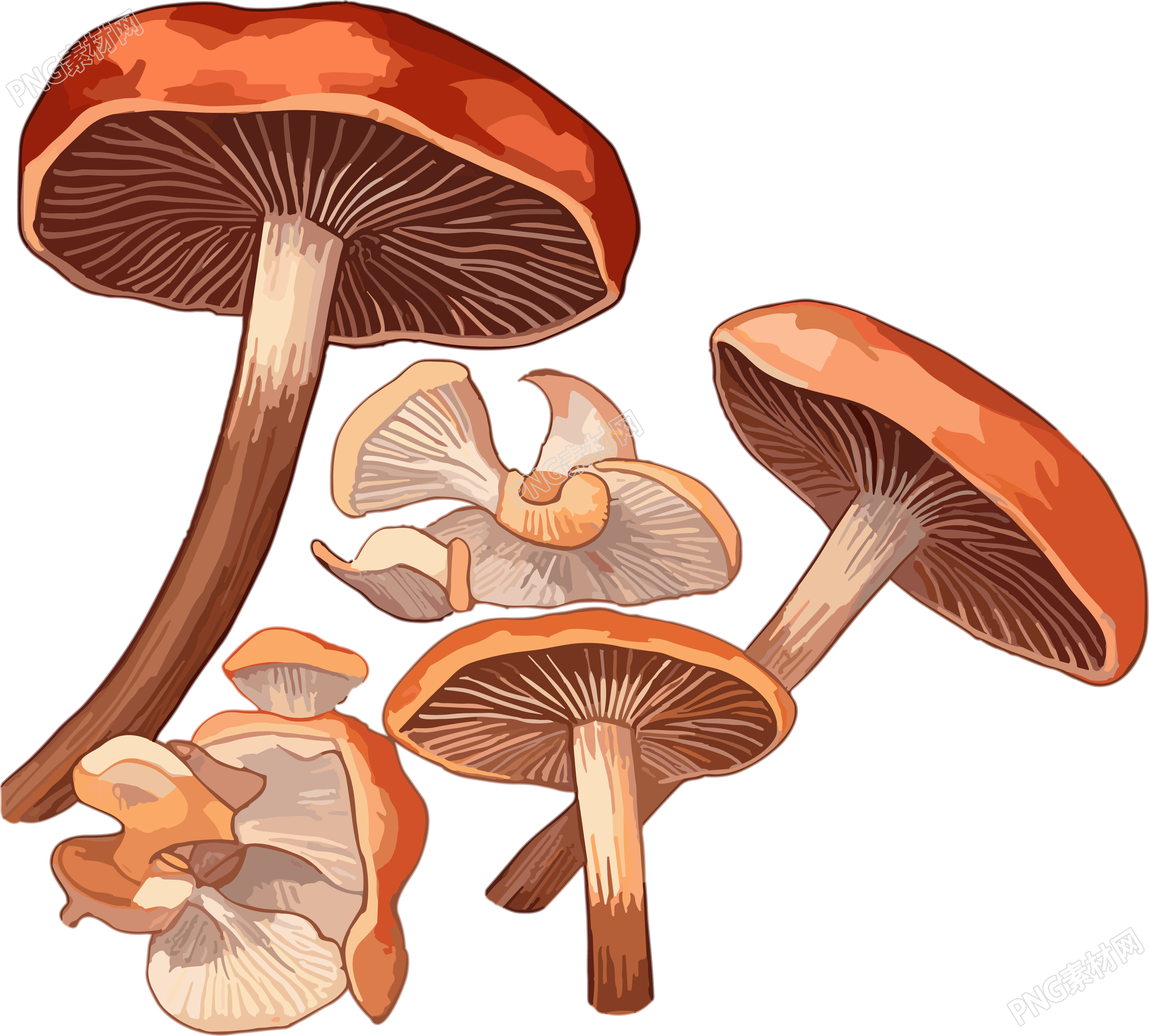 光栗色和浅棕色风格的灰褐革菌插图